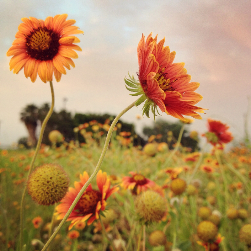 Illustration for article titled Photo Mission Gallery: Flora